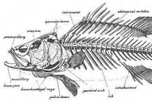 Особенности организации костных рыб В чем особенность строения всех костных рыб