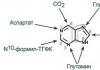 Структура и биологическая роль нуклеотидов, нуклеиновых кислот