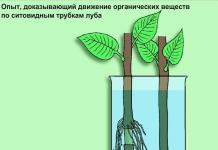 Как осуществляется транспорт веществ у покрытосеменных растений