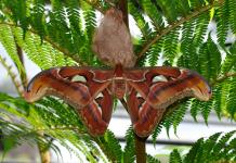Отряд Чешуекрылые (бабочки) Бабочка млекопитающее
